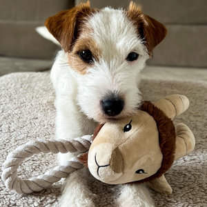 Hundespielzeug "Hennes"